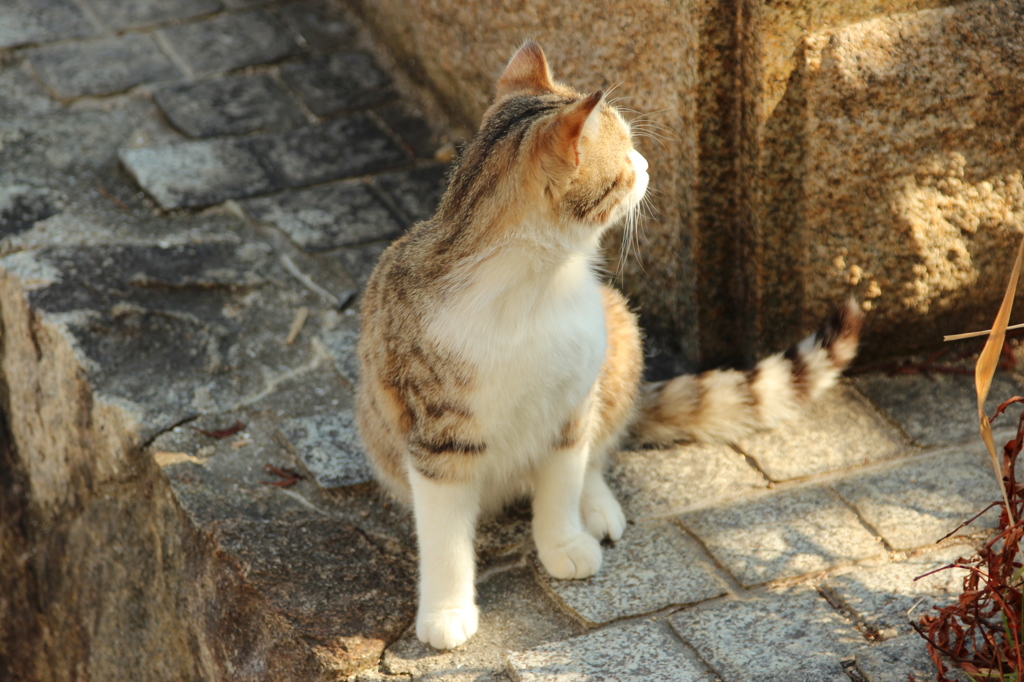 尾道の猫