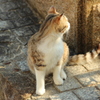 尾道の猫