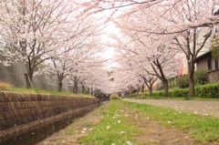 桜のトンネル