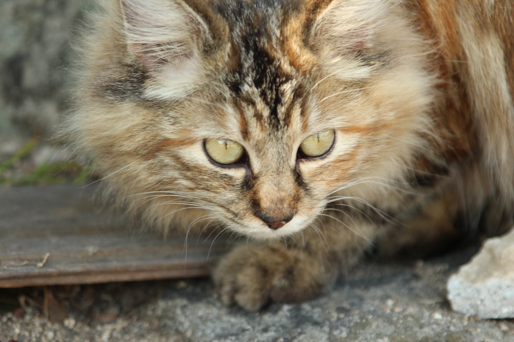 尾道の猫