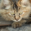 尾道の猫