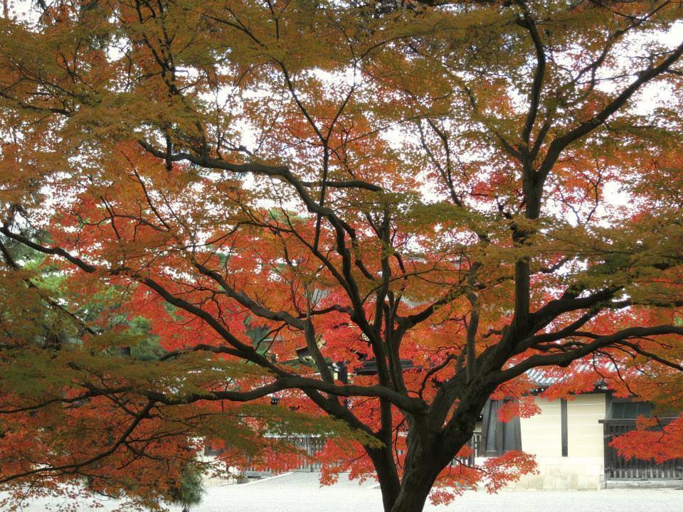京都御所