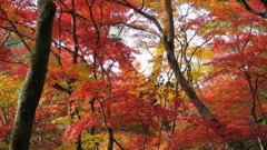 有馬温泉・瑞宝寺他0075