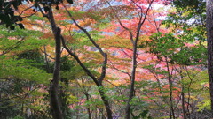 有馬温泉・瑞宝寺他0093