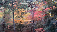 有馬温泉・瑞宝寺他0088