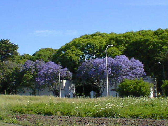 Jacaranda@Montevideo, Uruguay