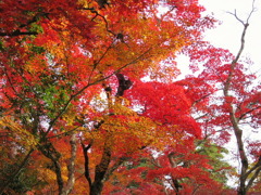 有馬温泉・瑞宝寺他0079
