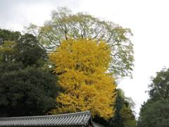 京都御所の銀杏