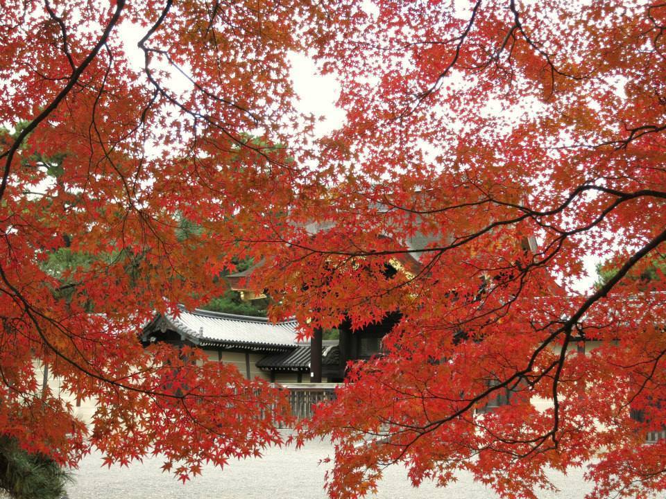京都御所の紅葉