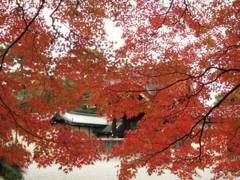 京都御所の紅葉