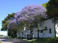 Jacaranda@Montevideo, Uruguay