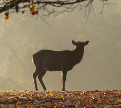 秋早朝の奈良公園