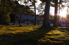 夕陽とコケ