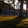 夕陽とコケ