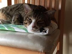 ひまー