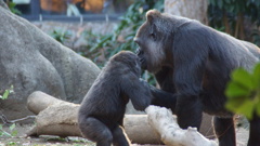 上野動物園 ゴリラの親子