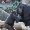 上野動物園 ゴリラの親子
