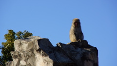 上野動物園　サル　哀愁