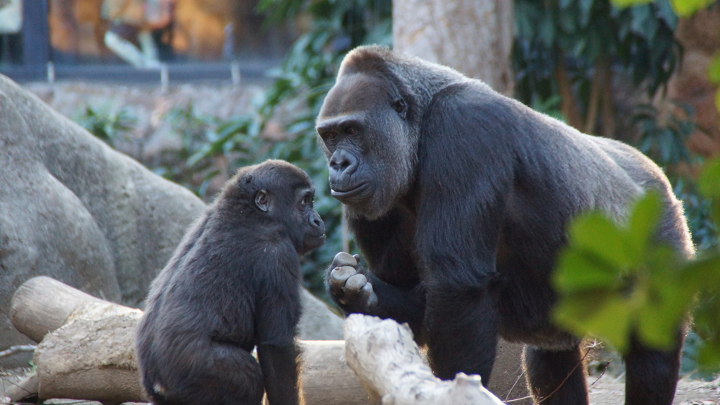 上野動物園 ゴリラの親子 by King:HB （ID：5212057） - 写真共有 ...