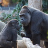 上野動物園 ゴリラの親子