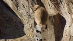 上野動物園　サル　哀愁