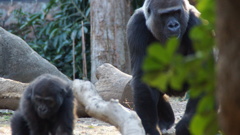 上野動物園 ゴリラの親子