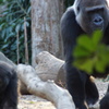 上野動物園 ゴリラの親子