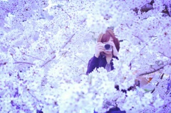 桜に包まれて