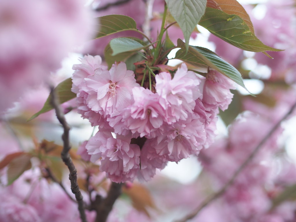 八重桜