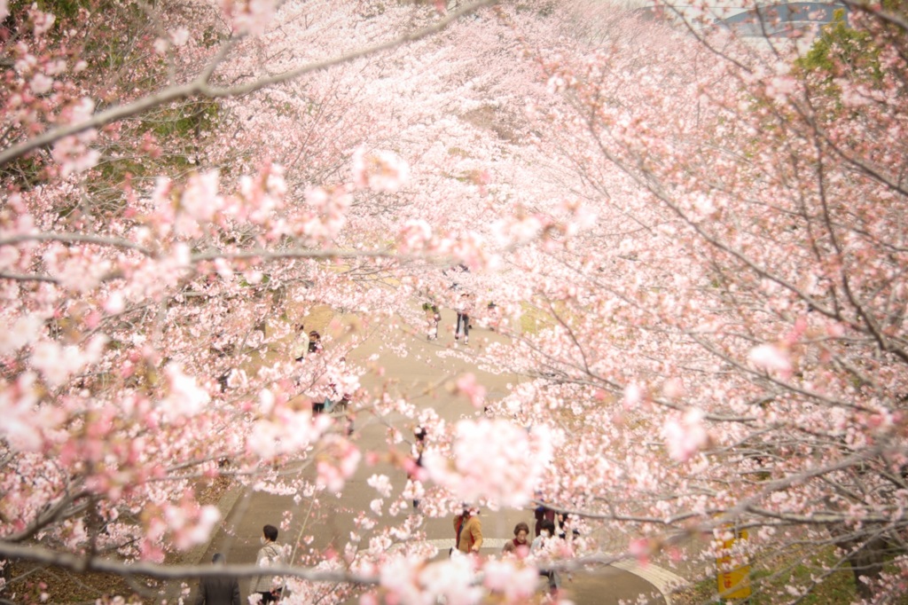 桜並木を上から