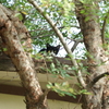 『 猫のステルス性能は高い 』