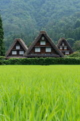 定番