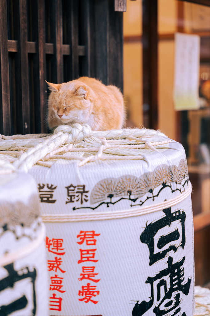 『 守り猫 』