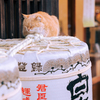 『 守り猫 』