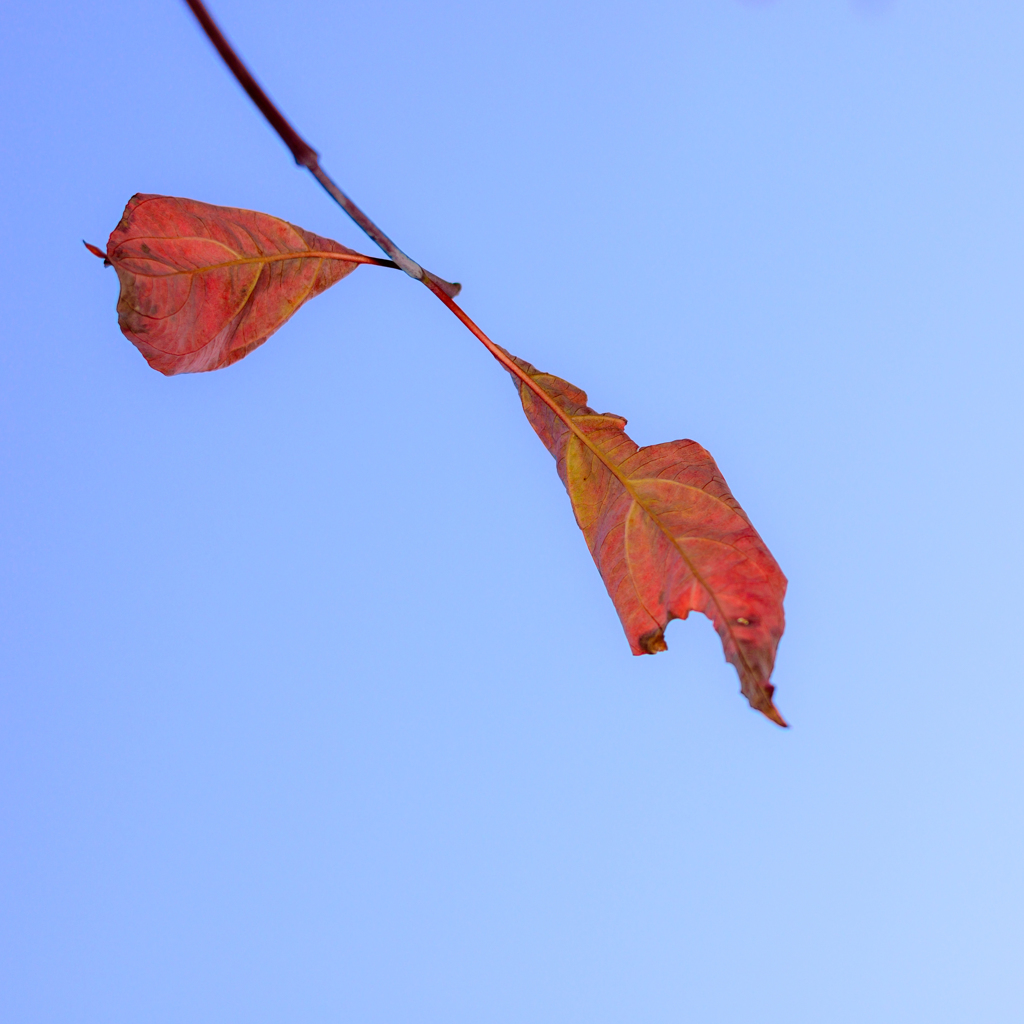 DSC_1932