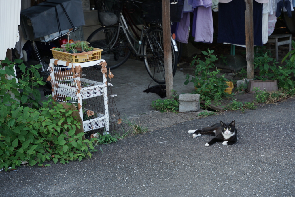 『 野良猫と仲良く出来れば写真が上手くなる気がする』