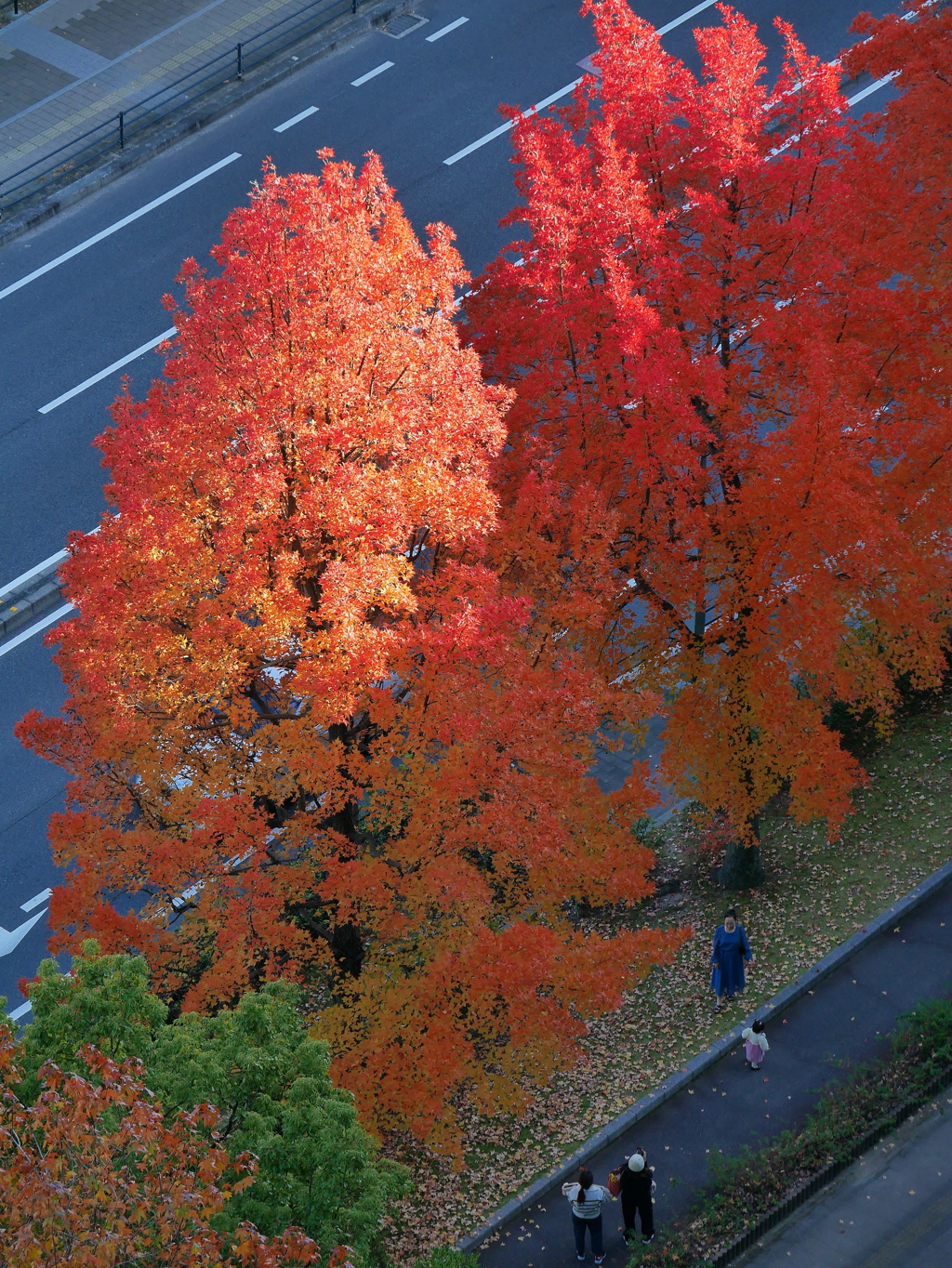 紅葉を楽しむ