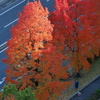 紅葉を楽しむ