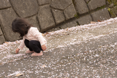 これも、桜