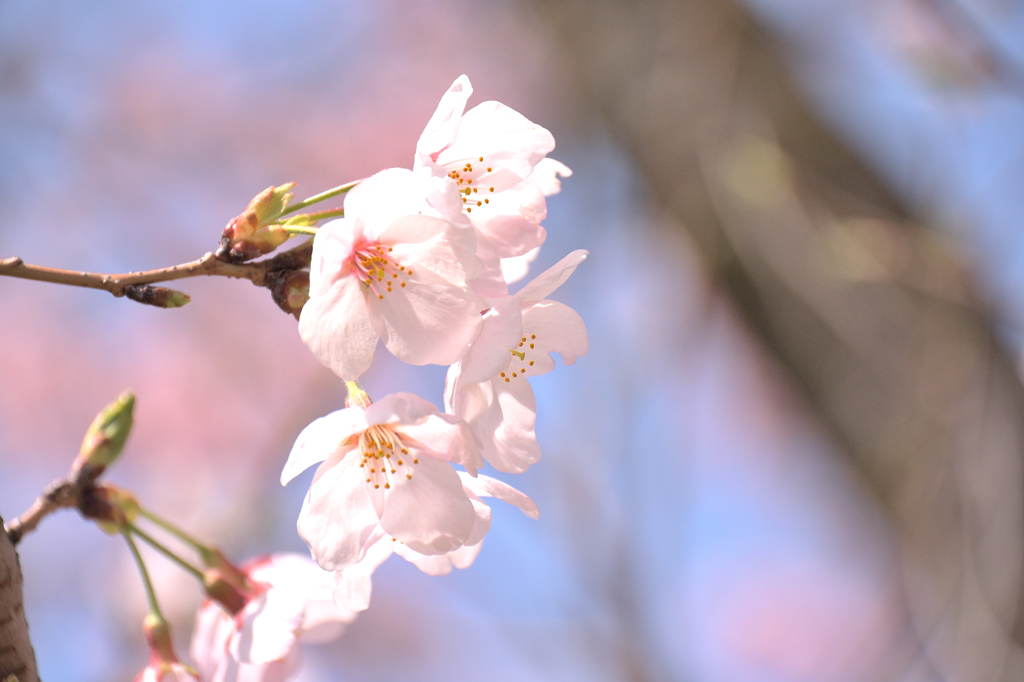 sakura_2016