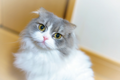 天使☆