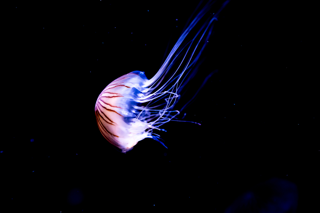 DSC_8781