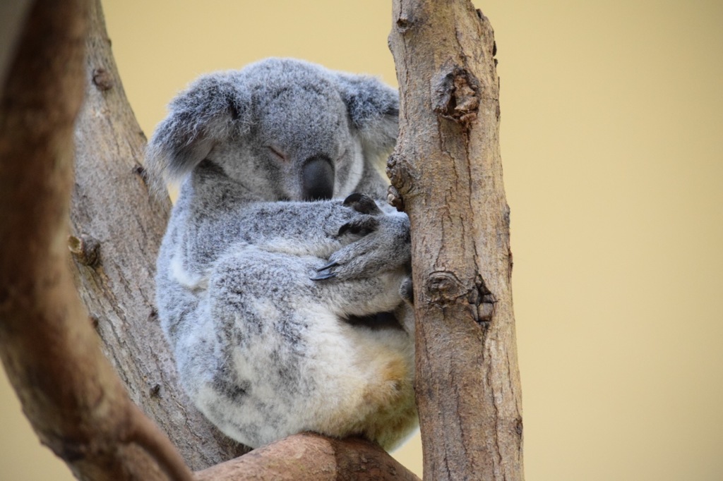 シンガポール 動物園2