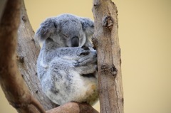 シンガポール 動物園2