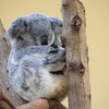 シンガポール 動物園2