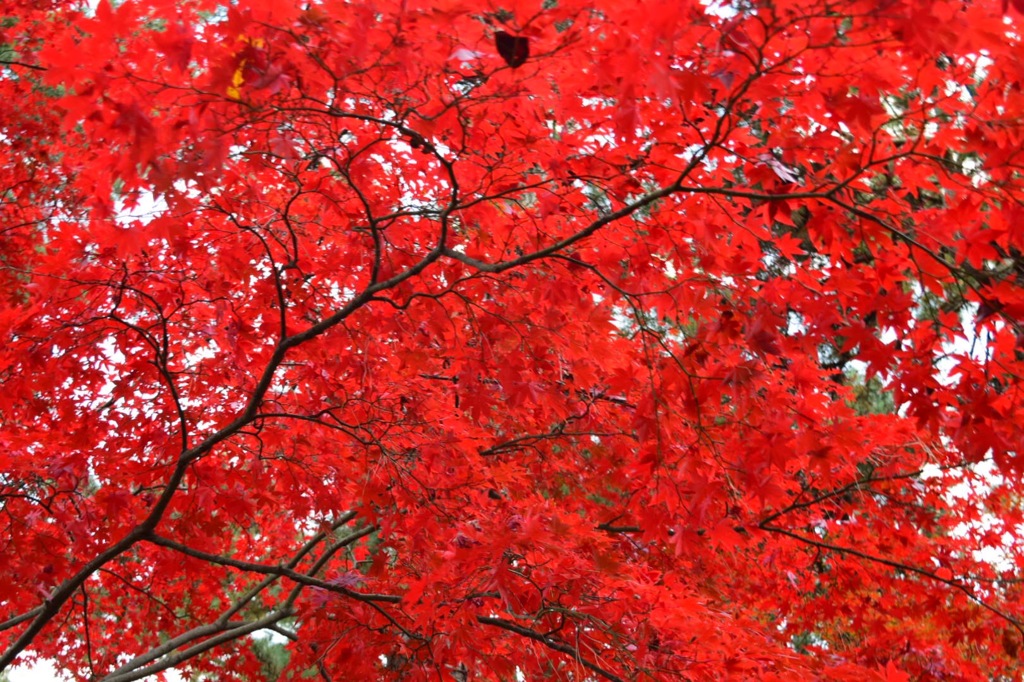 新宿御苑 紅葉