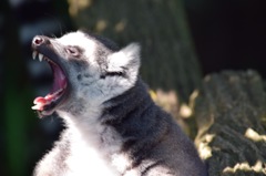 シンガポール 動物園