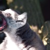 シンガポール 動物園