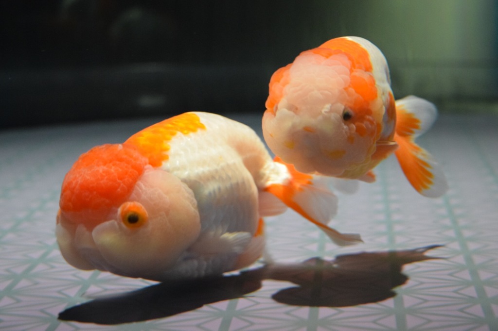 スカイツリー 隅田水族館