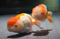スカイツリー 隅田水族館